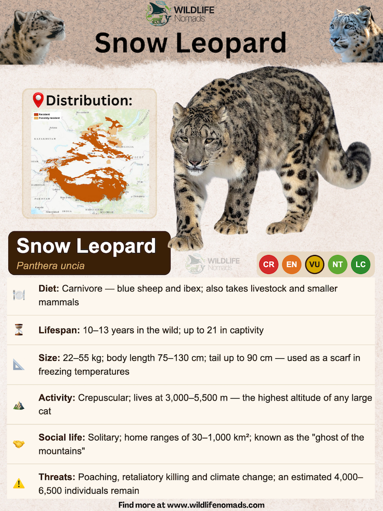 snow-leopard-species-profile.webp snow leopard species profile showing important information like diet