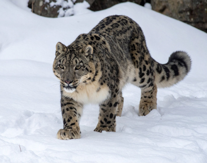 snow leopard walking on snow