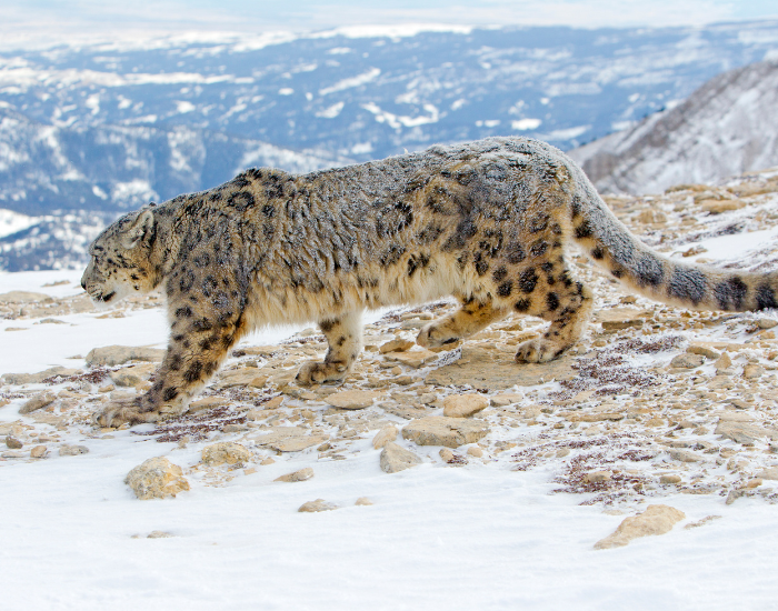 snow-leopard-wild-hbaitat.webp snow leopard walking in its natural habitat