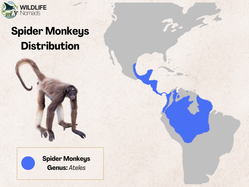 Spider monkey distribution main in central america