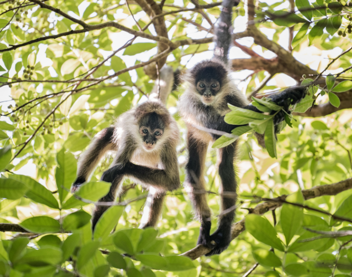 two spider monkeys in the wild
