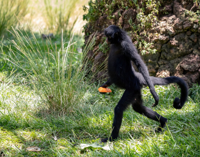 black spider monkey walking on two legs