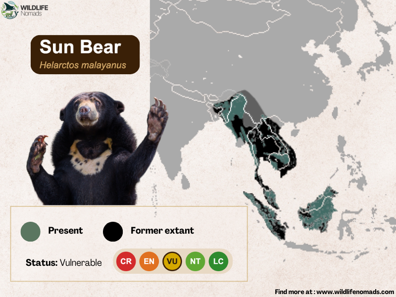 sun-bear-Distribution-map-.webp a map of south east asia showing the distribution of the sun bear