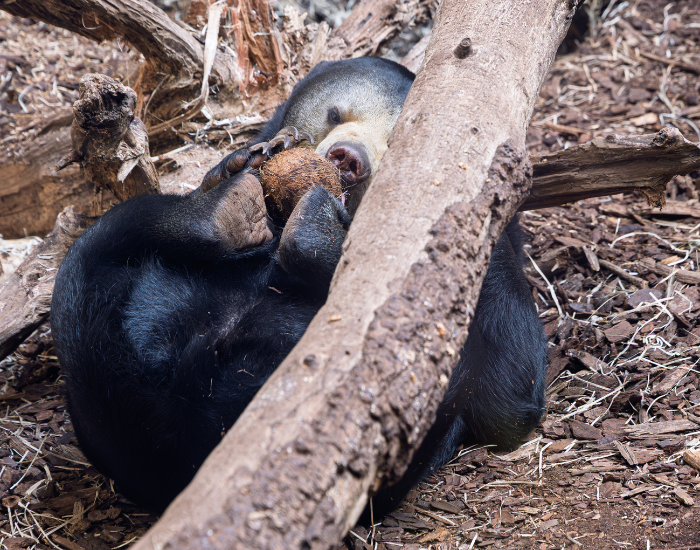 sun-bear-Helarctos-malayanus-curled-playing.webp sun bear on the ground holding a coconut