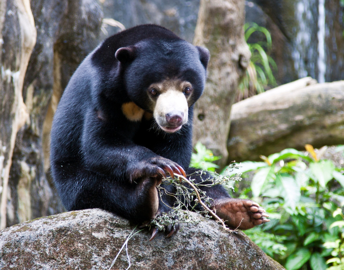 sun-bear-Helarctos-malayanus-sitting-on-rock.webp sun bear sitting on a rock with plant on its paws