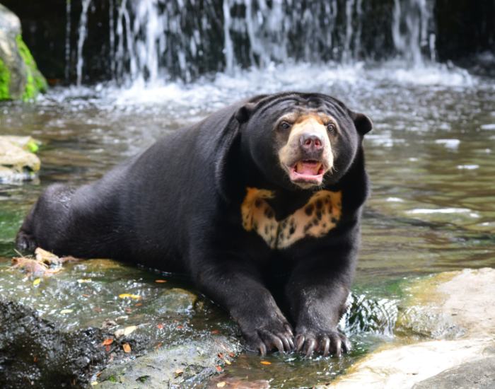 sun-bear-Helarctos-malayanus-waterfall.webp sun bear laying on the bottom of a waterfall