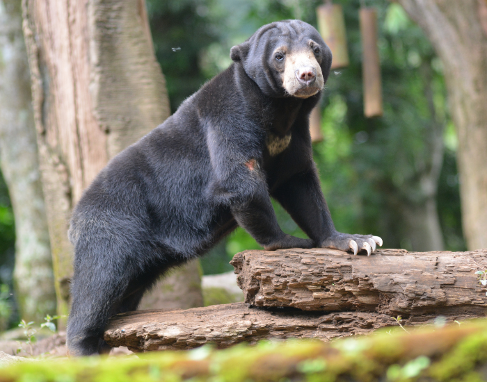sun-bear-Helarctos-malayanus.webp sun bear standing on four legs in the wild