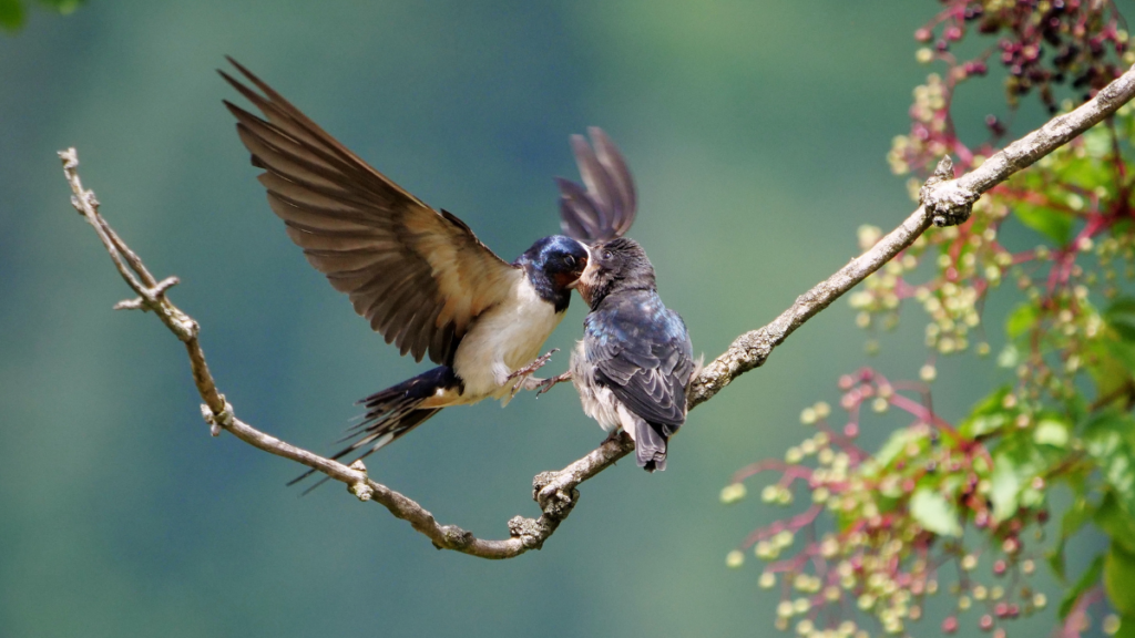 two swallows playing