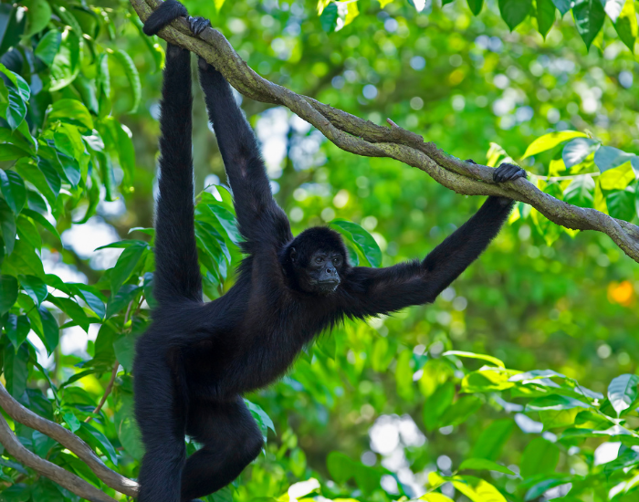 black spider monkey hanging from tree
