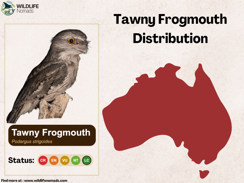 tawny-frogmouth-Distribution-map-in-australia.webp They live in many habitat types across Australia