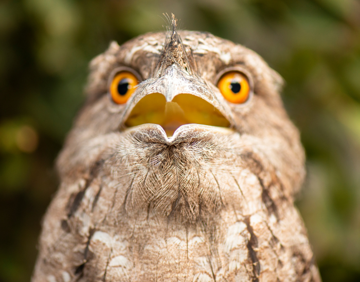close up of a frogmouth bird