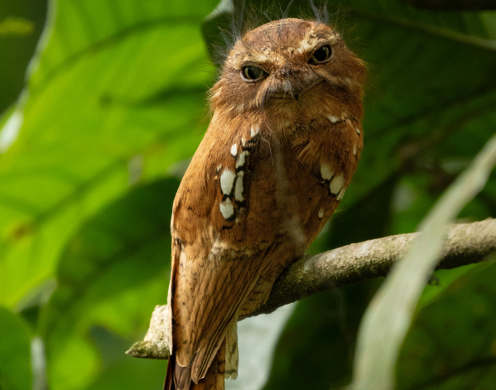 tawny frogmouth on a branch