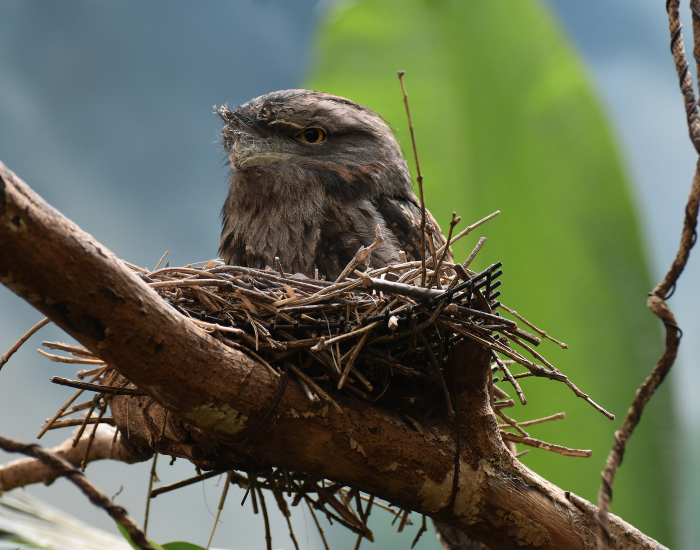 tawny-frogmouth-on-nest.webp a tawny frogmouth bird on its nest