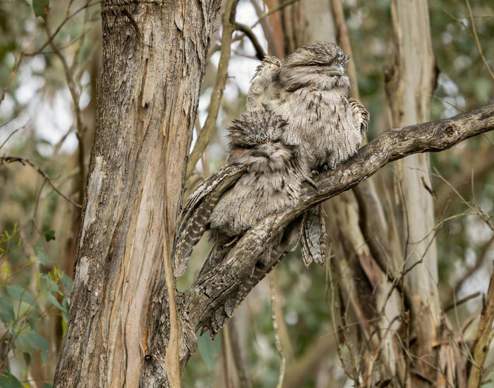 two tawny frogmouths on a tree
