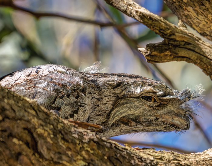 tawny frogmouth on top of a tree