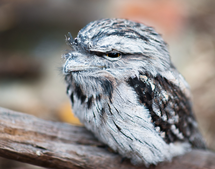A close-up of a tawny frogmouth perched on a branch, camouflaged to look like bark