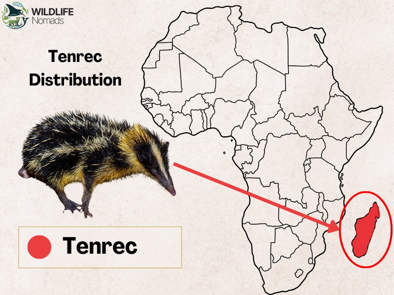 Tenrec Distribution map in africa in madagascar