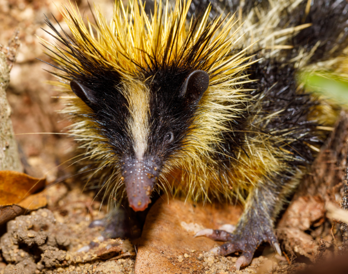 close up of a sriped tenrec in the wild