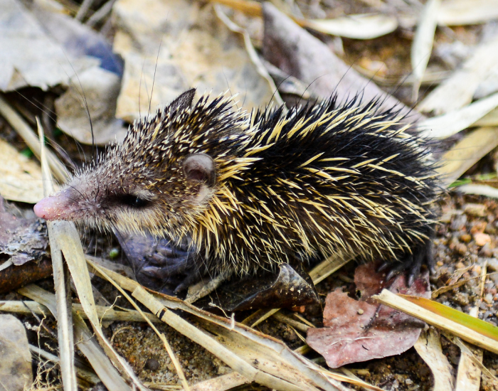 tenrec close up standing or dry litter