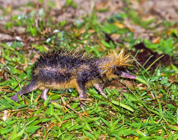 lowland streaked tenrec walking on grass at night
