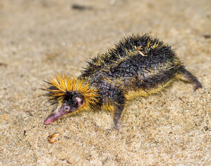 close up of a striped tenrec walking