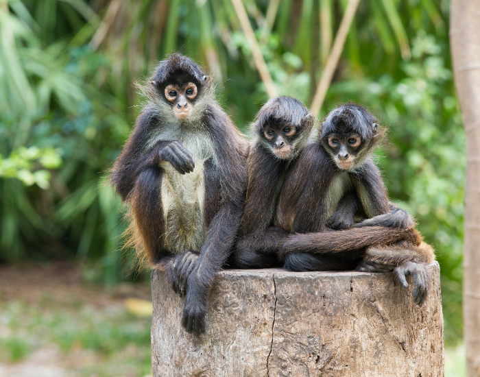 three spider monkeys sitting