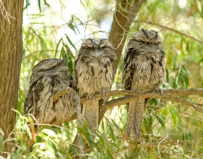 three tawny frogmouths in a tree