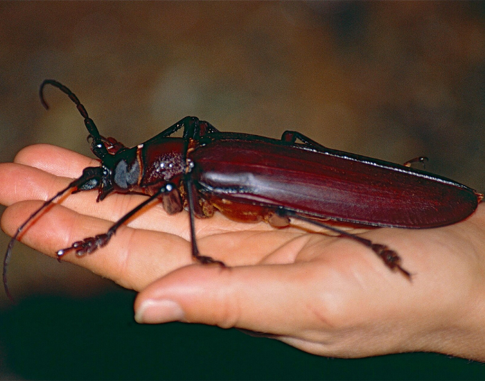 titan-beetle-titanus-giganteus.webp a hand holding a Titan Beetle