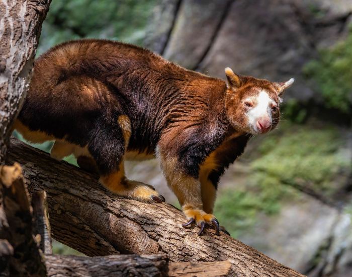 tree kangaroo on top of a log