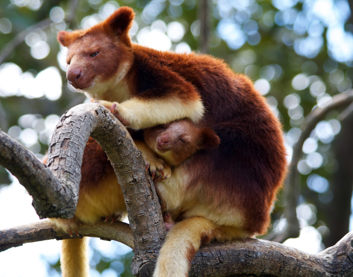 mom and joey tree kangaroo 