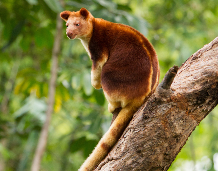 Tree kangaroo on top of. a tree
