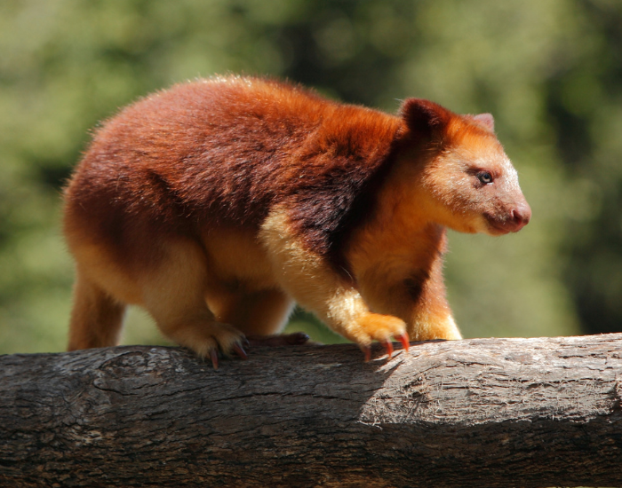 tree kangaroo walking over a log