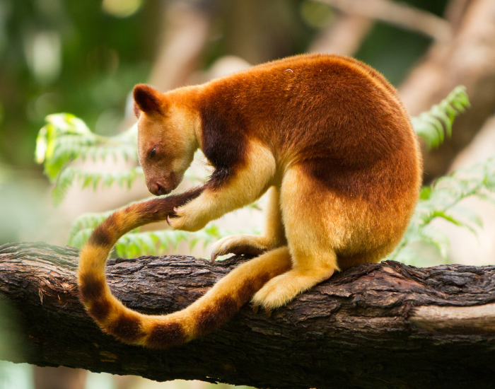 tree kangaroo over a log