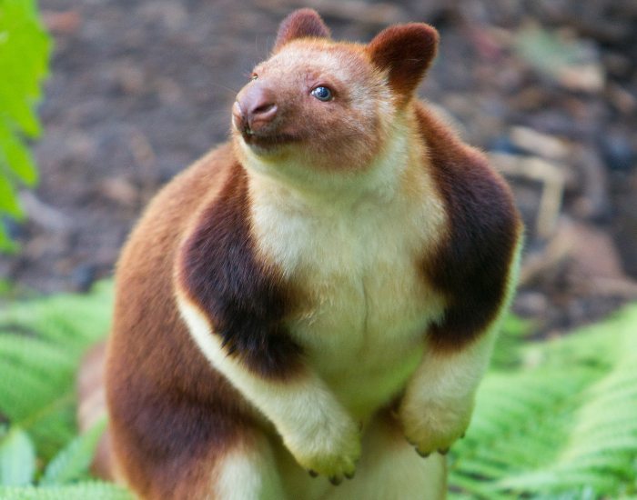 tree kangaroo close up