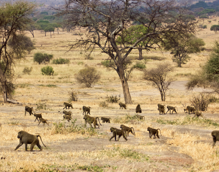 troop of baboons moving in open plain
