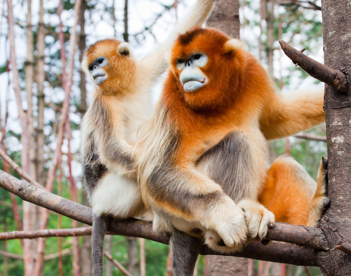 two-Golden-Snub-Nosed-Monkeys.webp two Golden Snub-Nosed Monkeys in a tree