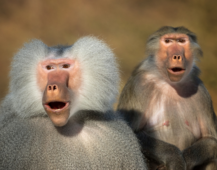 two Hamadryas Baboons