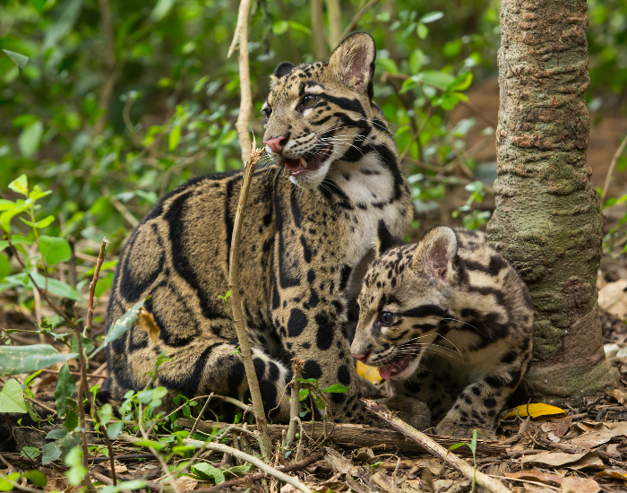 two-clouded-leopards-cubs-in-the-wild.webp two cloud leopard cubs in the wild