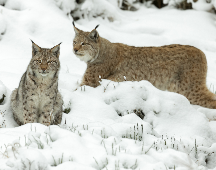 two-eurasian-lynx.webp two young eurasian lynx in the wild during winter