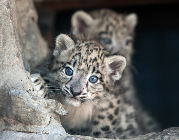 two-snow-leopards-babies.webp close up of a baby snow leopard on a rock cave
