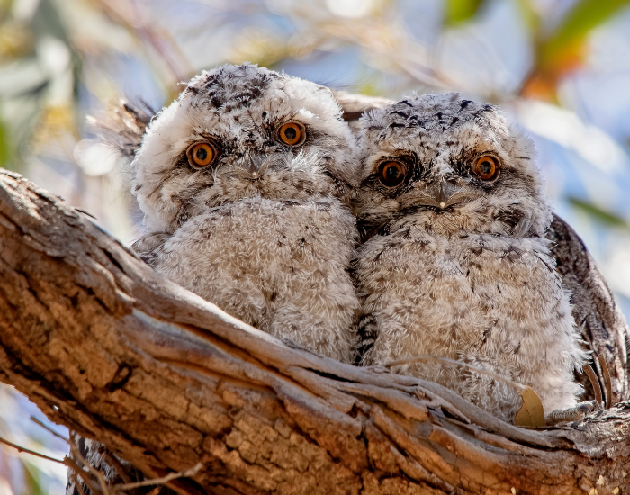 two tawny frogmouths in a tree