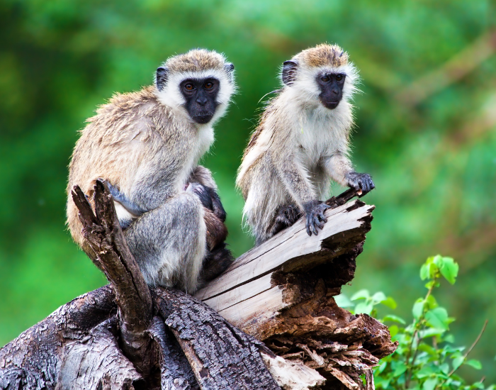 two-verver-monkeys.webp two vervet monkeys in the wild