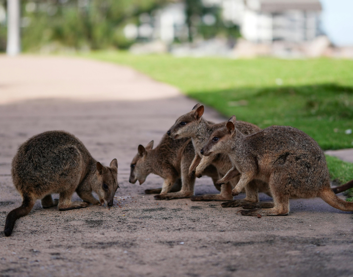 group of wallabies chilling