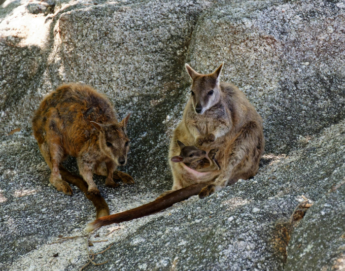 two rock wallabies among rocks