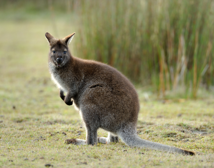 wallaby in the wild with tall grasses on the background