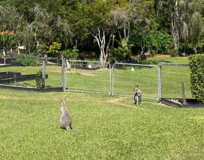 two wallabies in the yard of a big house