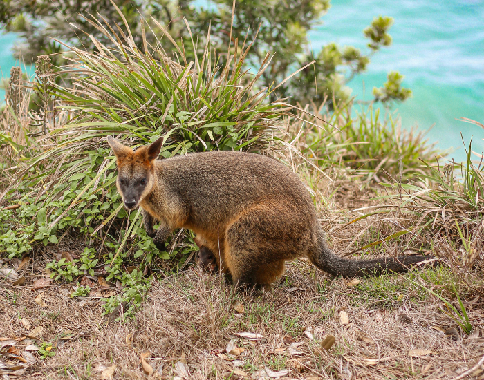 wallaby in the wild in its habitat