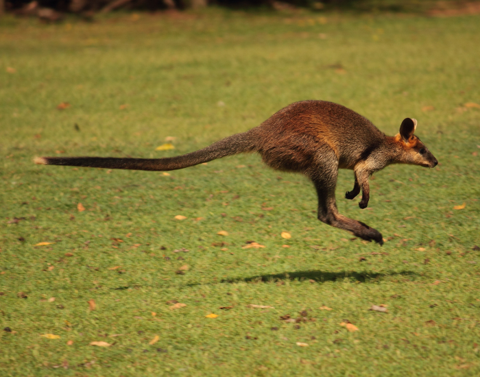 Wallaby running jumoing in the wild