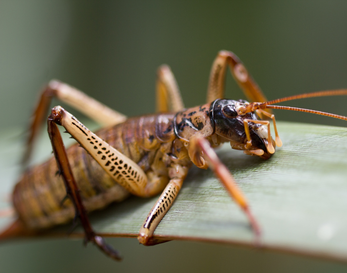 weta.webp close up of a wētā