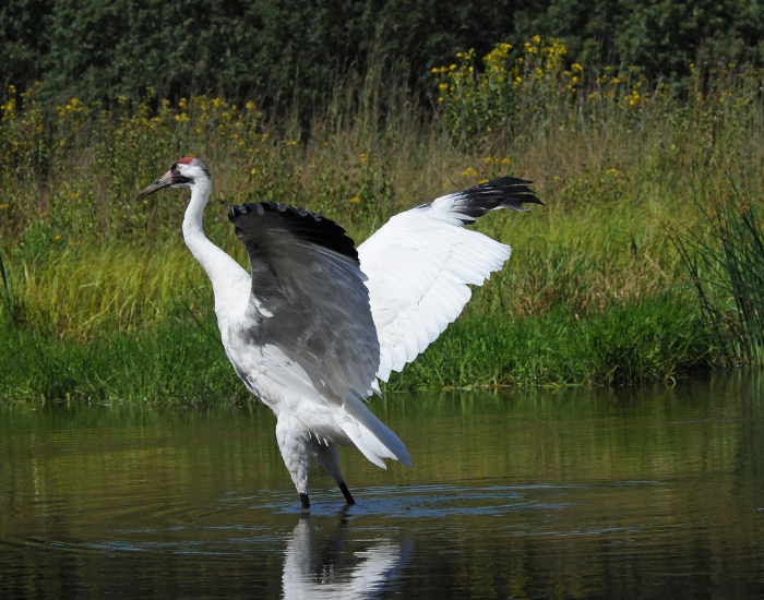whooping crane in the wild